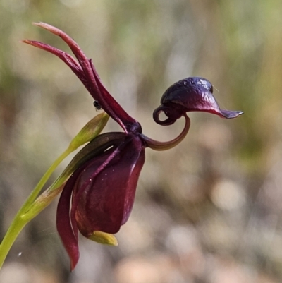 Caleana major (Large Duck Orchid) at Booderee National Park - 26 Aug 2023 by AaronClausen