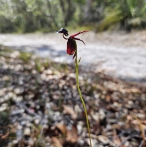 Caleana major at Jervis Bay, JBT - suppressed