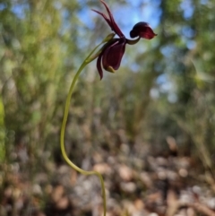 Caleana major at Jervis Bay, JBT - suppressed