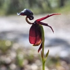 Caleana major at Jervis Bay, JBT - suppressed