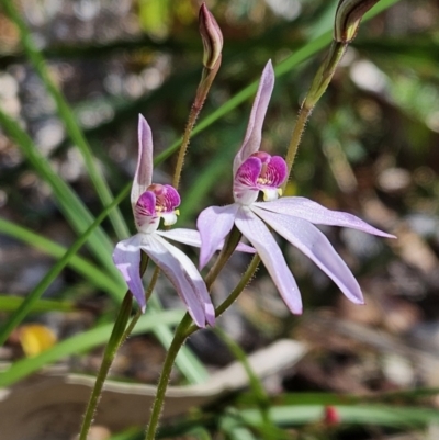 Caladenia hillmanii (Purple Heart Orchid) at Booderee National Park - 26 Aug 2023 by AaronClausen