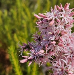 Calytrix tetragona (Common Fringe-myrtle) at Booderee National Park - 26 Aug 2023 by AaronClausen