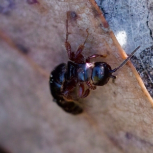 Thynninae (subfamily) at Tuggeranong, ACT - 20 Aug 2023 03:01 PM