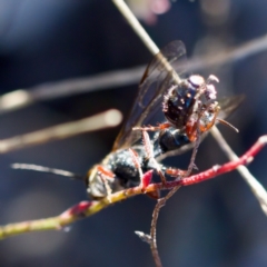 Thynninae (subfamily) at Tuggeranong, ACT - 20 Aug 2023 03:01 PM