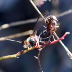 Thynninae (subfamily) at Tuggeranong, ACT - 20 Aug 2023