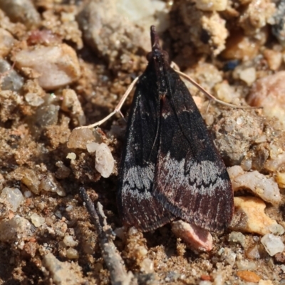 Unidentified Pyralid or Snout Moth (Pyralidae & Crambidae) at Glenroy, NSW - 26 Aug 2023 by KylieWaldon