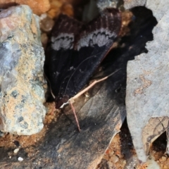 Uresiphita ornithopteralis at Glenroy, NSW - 26 Aug 2023 11:49 AM