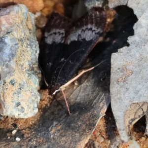 Uresiphita ornithopteralis at Glenroy, NSW - 26 Aug 2023 11:49 AM