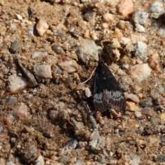 Uresiphita ornithopteralis at Glenroy, NSW - 26 Aug 2023 11:49 AM