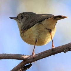 Acanthiza reguloides (Buff-rumped Thornbill) at Albury - 26 Aug 2023 by KylieWaldon