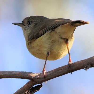 Acanthiza reguloides (Buff-rumped Thornbill) at Nail Can Hill - 26 Aug 2023 by KylieWaldon