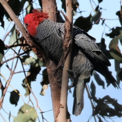 Callocephalon fimbriatum (Gang-gang Cockatoo) at Albury - 26 Aug 2023 by KylieWaldon