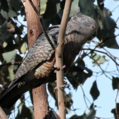 Callocephalon fimbriatum at Albury, NSW - suppressed