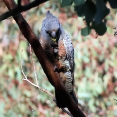 Callocephalon fimbriatum at Albury, NSW - suppressed