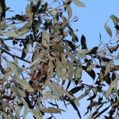 Callocephalon fimbriatum at Albury, NSW - suppressed