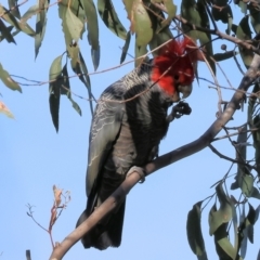 Callocephalon fimbriatum at Albury, NSW - suppressed