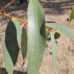 Eucalyptus pauciflora subsp. pauciflora (White Sally, Snow Gum) at Tuggeranong, ACT - 26 Aug 2023 by BethanyDunne