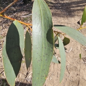 Eucalyptus pauciflora subsp. pauciflora at Tuggeranong, ACT - 26 Aug 2023