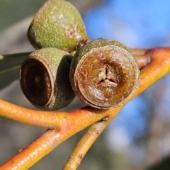 Eucalyptus pauciflora subsp. pauciflora at Cooleman Ridge - 26 Aug 2023