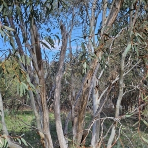 Eucalyptus pauciflora subsp. pauciflora at Cooleman Ridge - 26 Aug 2023