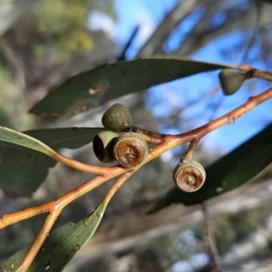 Eucalyptus pauciflora subsp. pauciflora at Cooleman Ridge - 26 Aug 2023