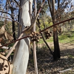 Eucalyptus pauciflora subsp. pauciflora at Cooleman Ridge - 26 Aug 2023