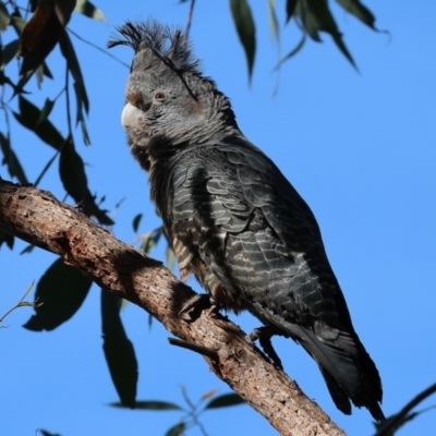 Callocephalon fimbriatum (Gang-gang Cockatoo) at Albury - 26 Aug 2023 by KylieWaldon