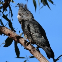 Callocephalon fimbriatum (Gang-gang Cockatoo) at Albury, NSW - 26 Aug 2023 by KylieWaldon