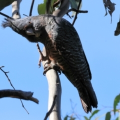 Callocephalon fimbriatum at Albury, NSW - suppressed