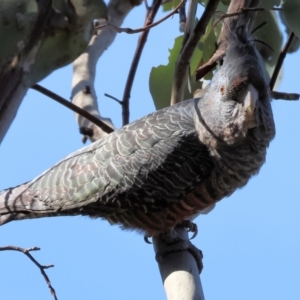 Callocephalon fimbriatum at Albury, NSW - suppressed