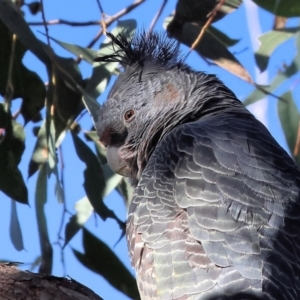 Callocephalon fimbriatum at Albury, NSW - 26 Aug 2023