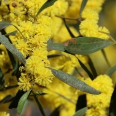 Acacia verniciflua (Varnish Wattle) at Albury - 26 Aug 2023 by KylieWaldon