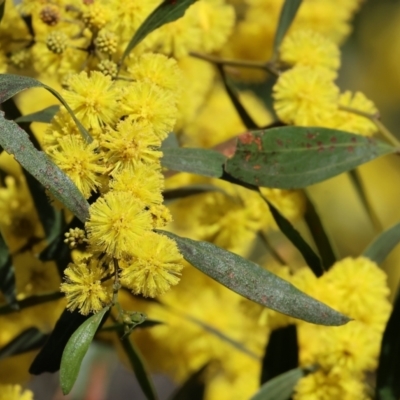 Acacia verniciflua (Varnish Wattle) at Albury - 26 Aug 2023 by KylieWaldon