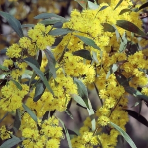 Acacia verniciflua at Glenroy, NSW - 26 Aug 2023