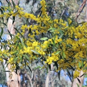 Acacia verniciflua at Glenroy, NSW - 26 Aug 2023