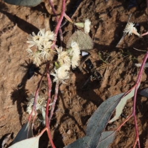 Eucalyptus sp. at Albury, NSW - 26 Aug 2023 10:57 AM