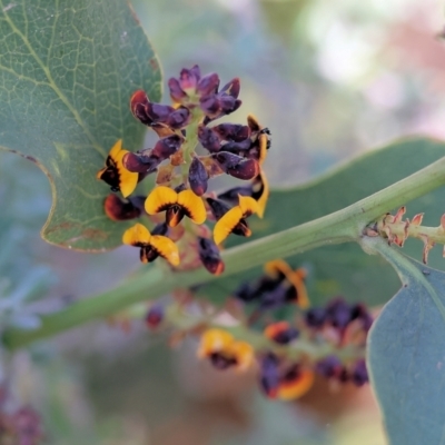 Daviesia latifolia (Hop Bitter-Pea) at Albury - 26 Aug 2023 by KylieWaldon