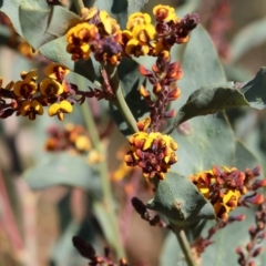 Daviesia latifolia at Glenroy, NSW - 26 Aug 2023