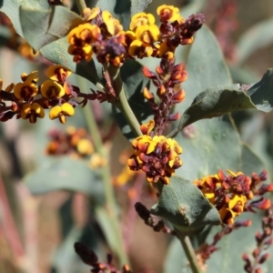 Daviesia latifolia at Glenroy, NSW - 26 Aug 2023 11:04 AM