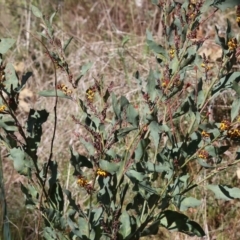 Daviesia latifolia at Glenroy, NSW - 26 Aug 2023