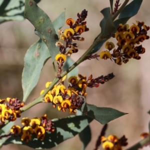 Daviesia latifolia at Glenroy, NSW - 26 Aug 2023