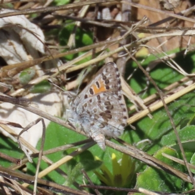 Lucia limbaria (Chequered Copper) at Tuggeranong Hill - 26 Aug 2023 by owenh