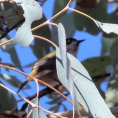 Melithreptus brevirostris (Brown-headed Honeyeater) at Albury - 26 Aug 2023 by KylieWaldon