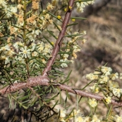 Acacia genistifolia (Early Wattle) at Mount Majura - 26 Aug 2023 by CattleDog
