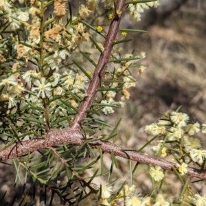 Acacia genistifolia at Watson, ACT - 26 Aug 2023