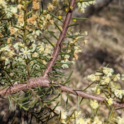 Acacia genistifolia (Early Wattle) at Watson, ACT - 26 Aug 2023 by CattleDog