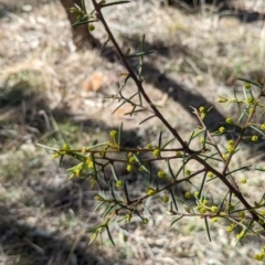 Acacia genistifolia at Watson, ACT - 26 Aug 2023