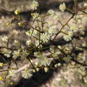 Acacia genistifolia at Watson, ACT - 26 Aug 2023