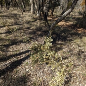 Acacia genistifolia at Watson, ACT - 26 Aug 2023