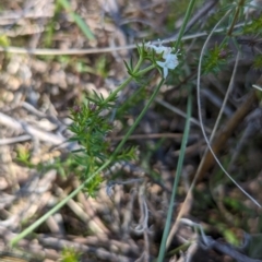Asperula conferta (Common Woodruff) at Mount Majura - 26 Aug 2023 by CattleDog